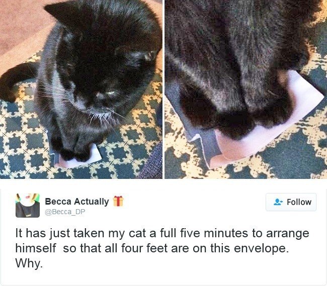 cats owning internet feet envelope