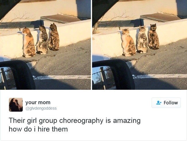 cats owning internet girl group choreography