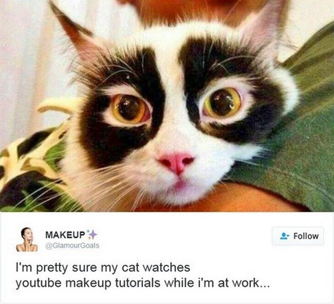 cats owning internet youtube makeup tutorials