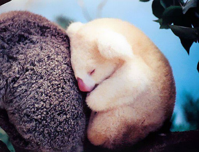 cute baby animals albino koala