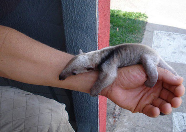cute baby animals ant eater
