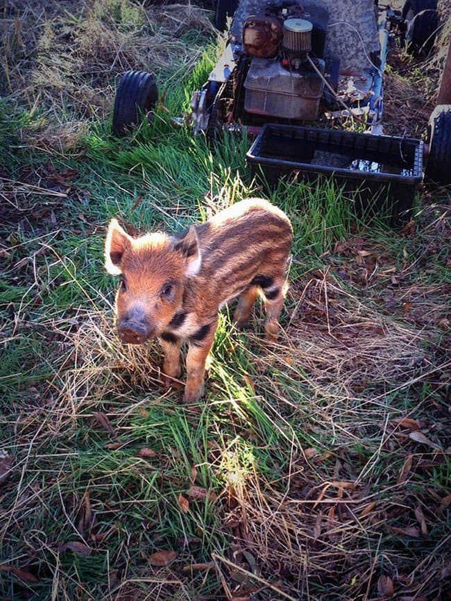 cute baby animals boar