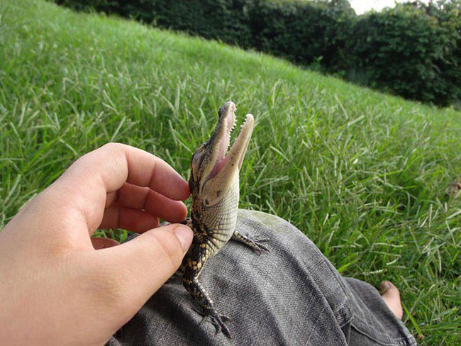 cute baby animals crocodile