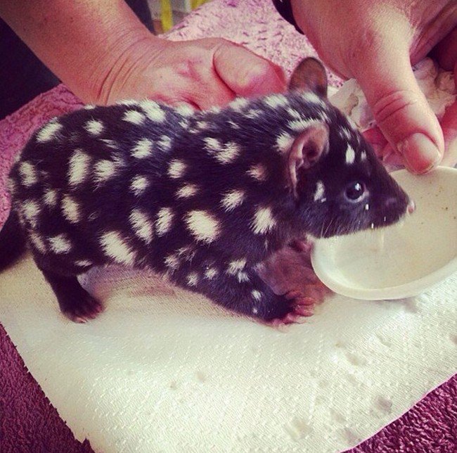 cute baby animals eastern quoll