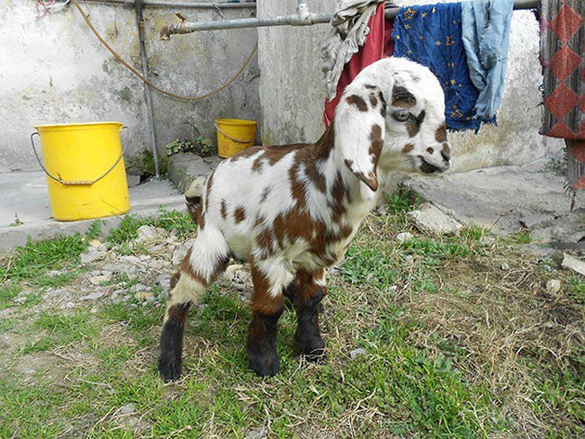 cute baby animals goat