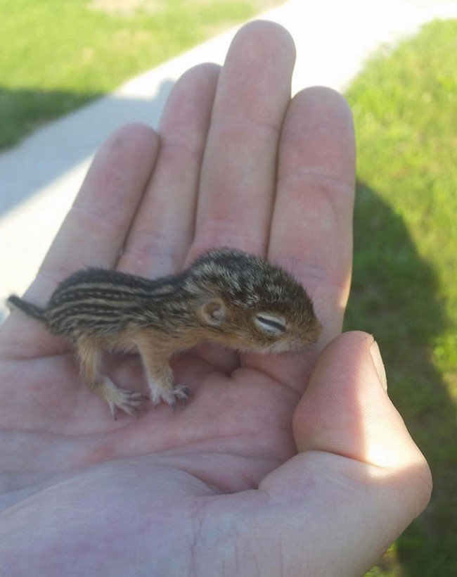 cute baby animals ground squirrel