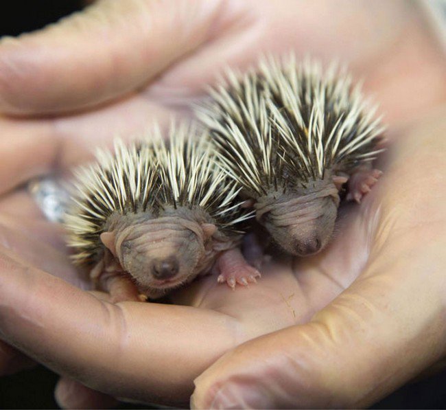 cute baby animals hedgehogs