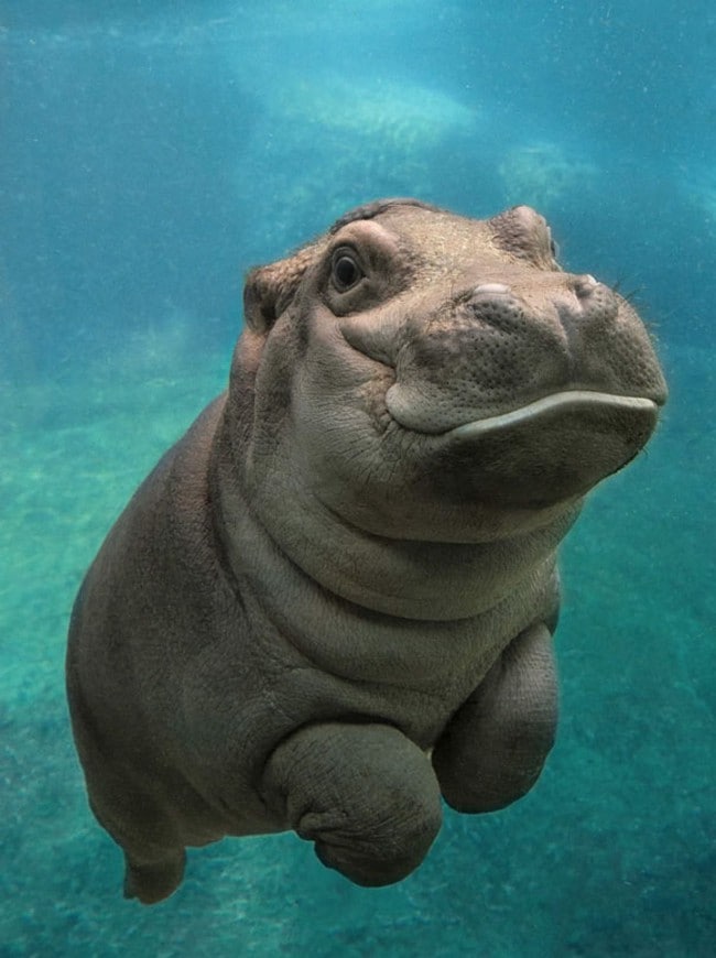 cute baby animals hippo