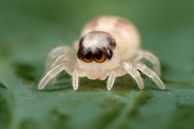 cute baby animals jumping spider