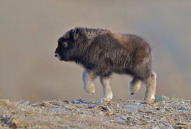 cute baby animals musk ox