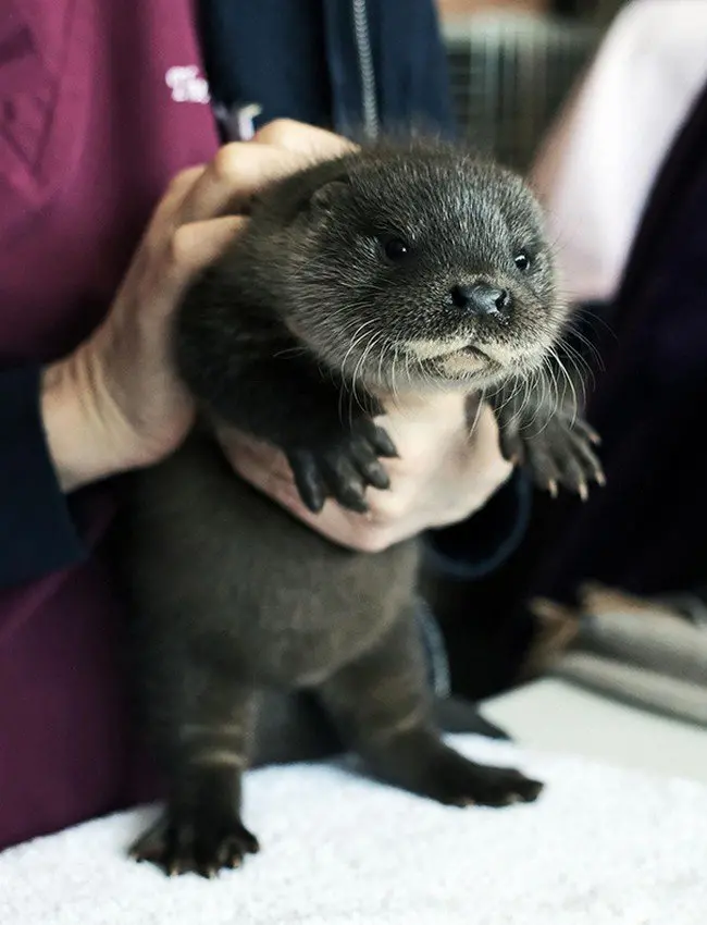 cute baby animals otter