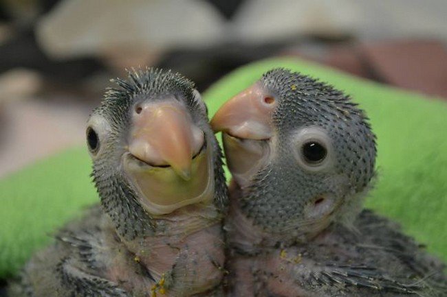 cute baby animals parrots