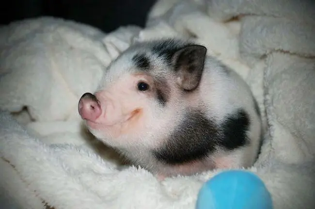 cute baby animals piglet