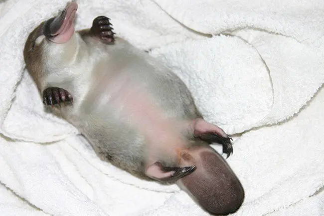 cute baby animals platypus