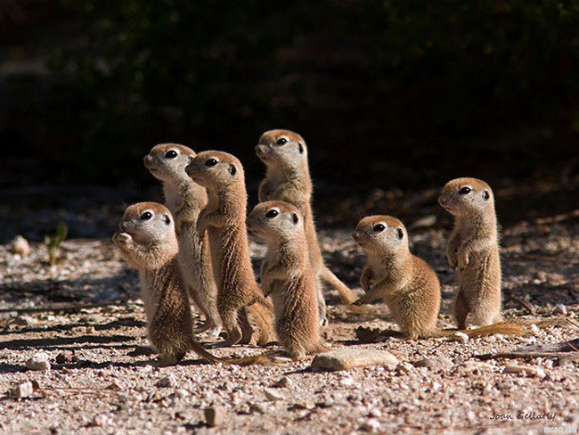 cute baby animals prairie dogs