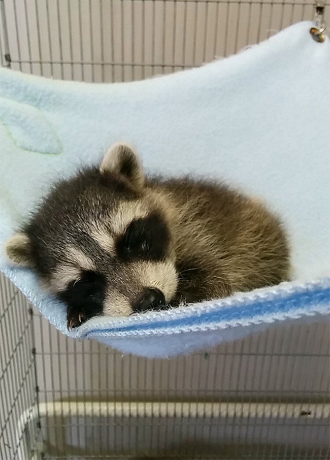 cute baby animals raccoon