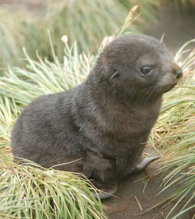 cute baby animals seal pup