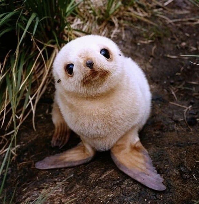 cute baby animals seal