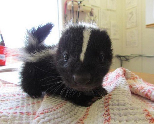 cute baby animals skunk