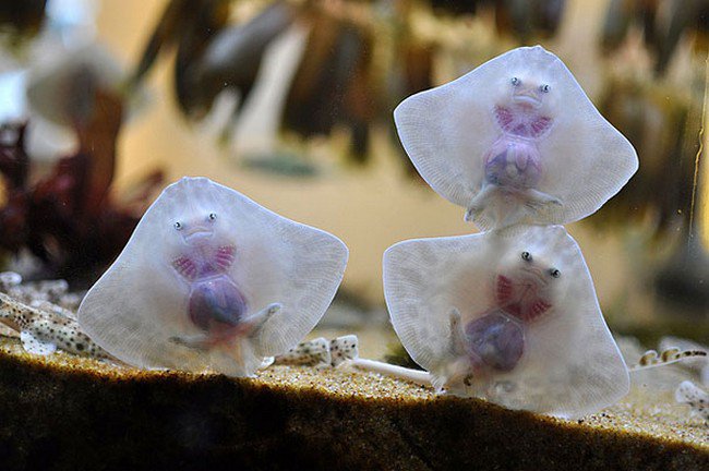 cute baby animals stingrays