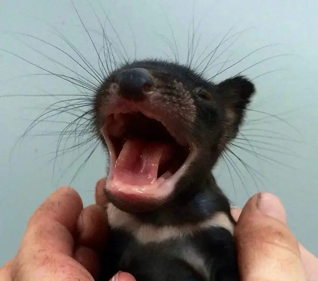 cute baby animals tasmanian devil