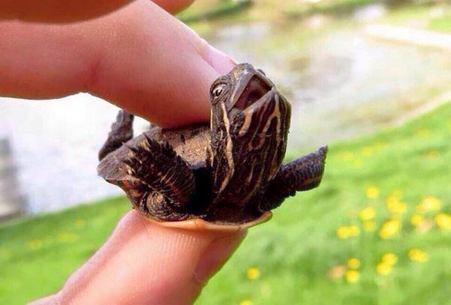 cute baby animals turtle hand