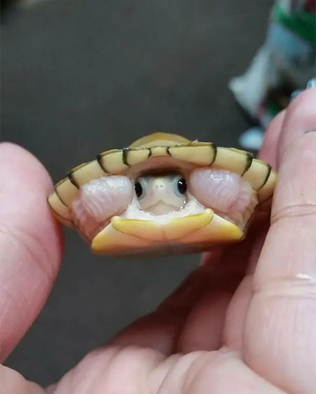 cute baby animals turtle