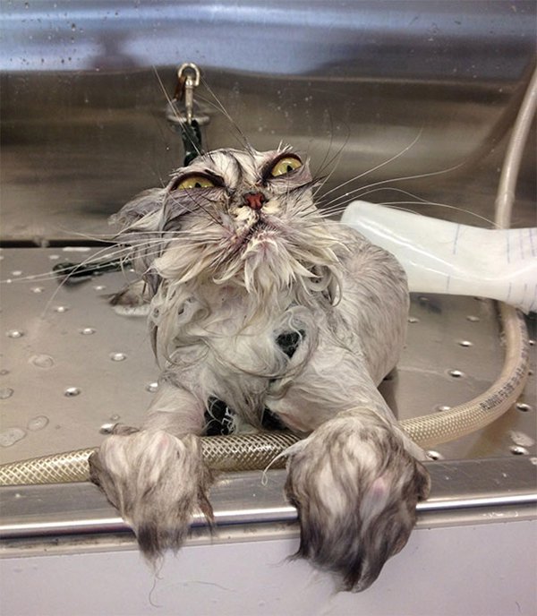 dramatic cat bath
