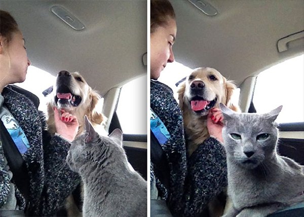 dramatic cat cat dislikes human dog love