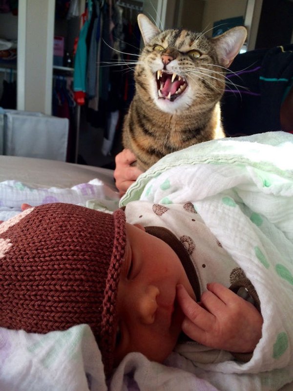 dramatic cat doesnt like newborn
