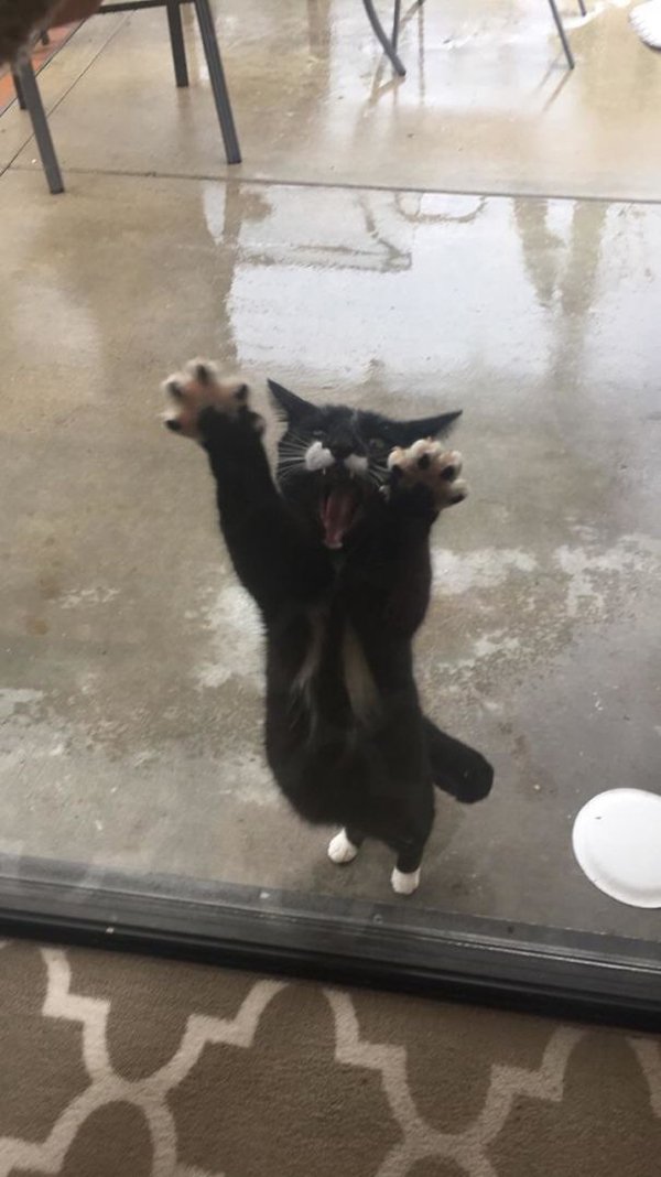 dramatic cat doesnt like rain