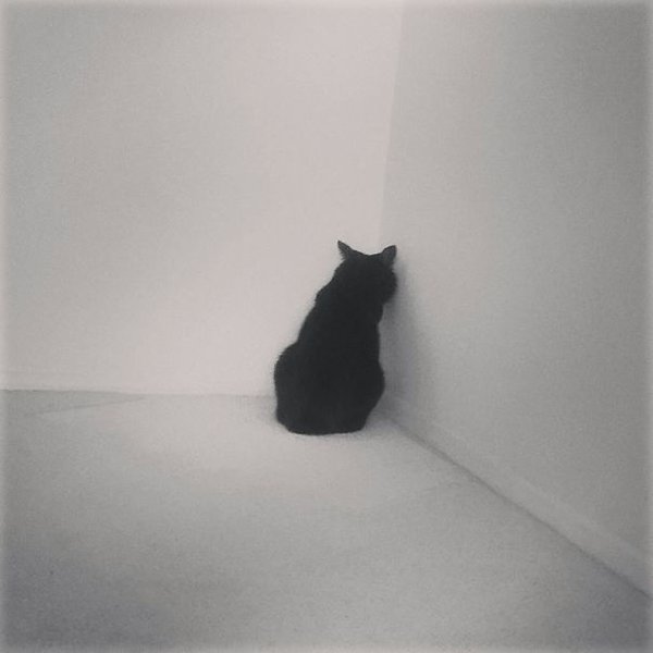 dramatic cat facing corner