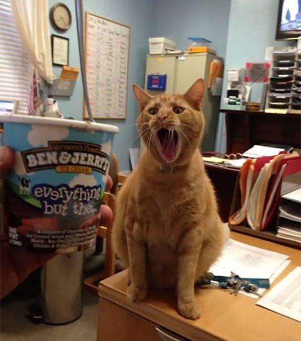 dramatic cat ice cream