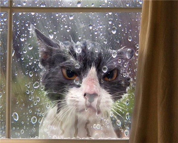 dramatic cat let me in raining