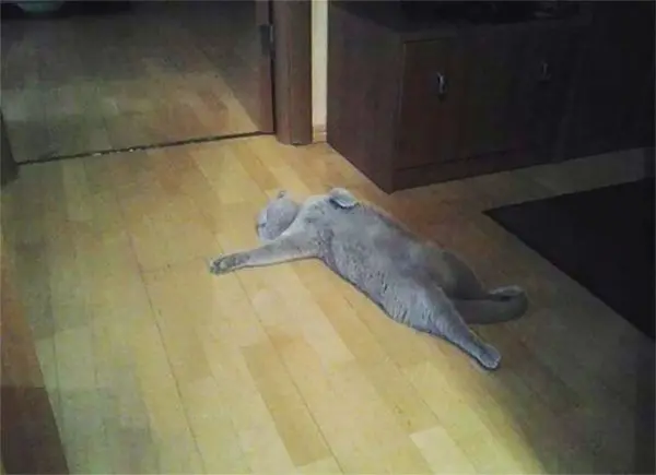 dramatic cat lying on floor