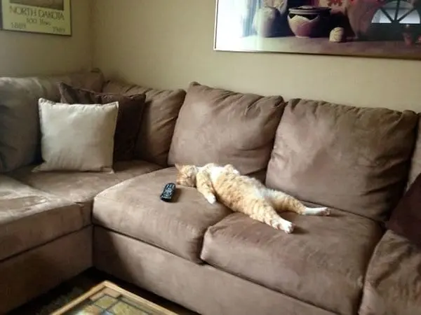 dramatic cat lying on sofa