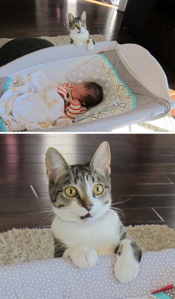 dramatic cat reacting to baby