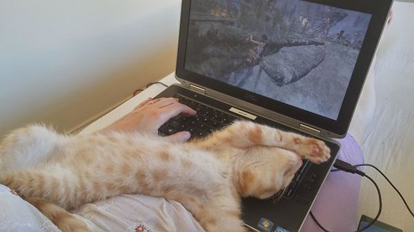 dramatic cat stretched over laptop