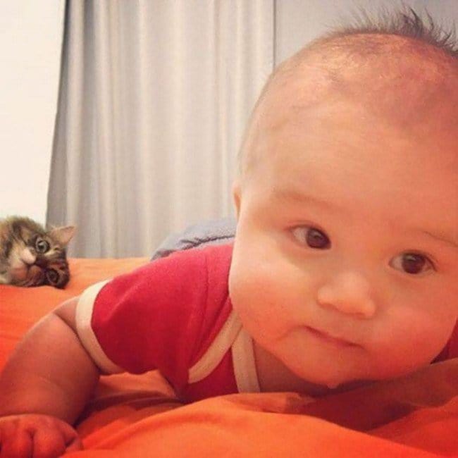 funny cat photobombs baby cat bed