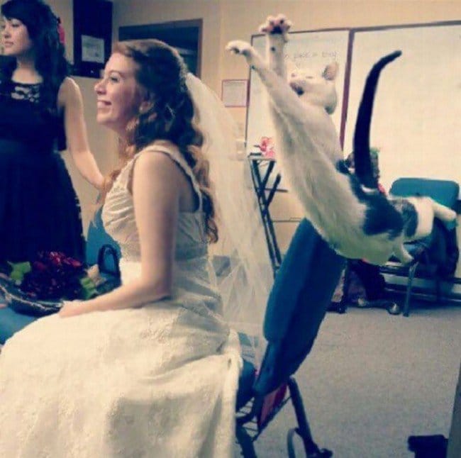 funny cat photobombs bride cat jumping