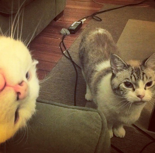 funny cat photobombs cats