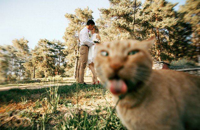 funny cat photobombs couple cat tongue