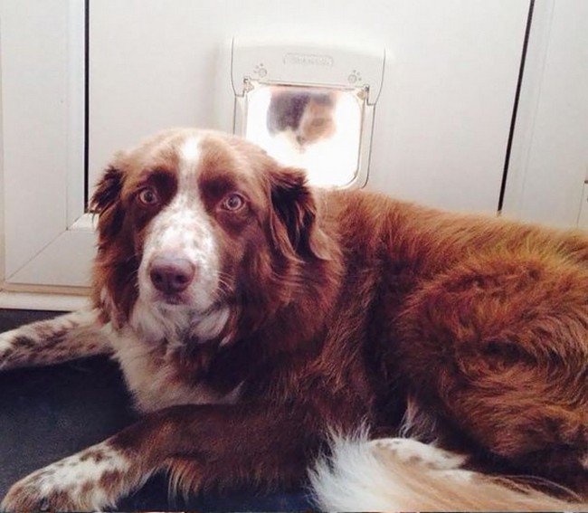 funny cat photobombs dog catflap