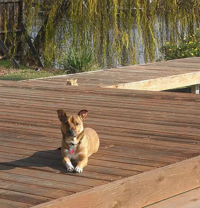 funny cat photobombs dog outdoors cat