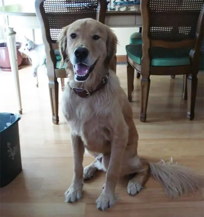 funny cat photobombs dog posing cat chair