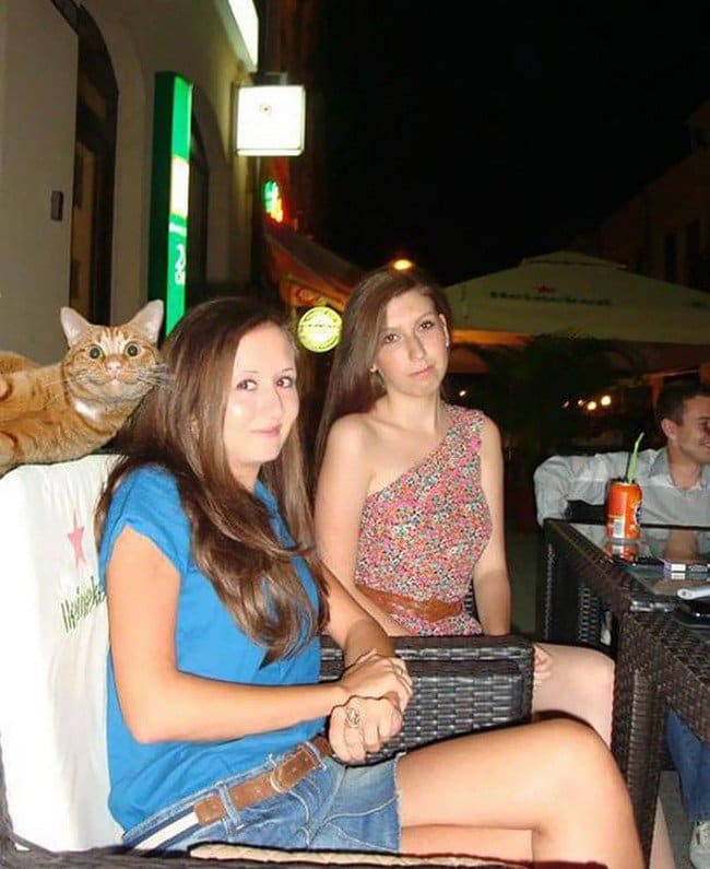 funny cat photobombs girls cat posing