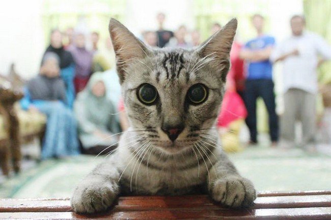 funny cat photobombs group cat front