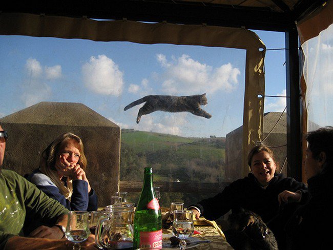 funny cat photobombs group photo cat jumping