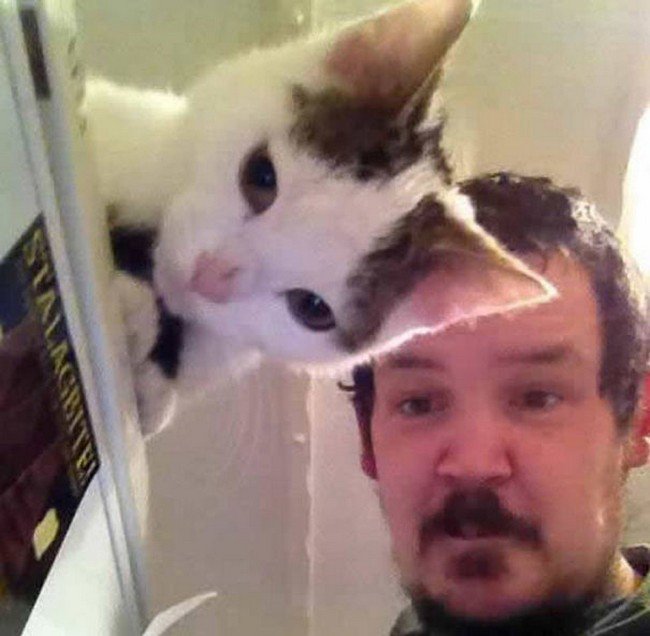 funny cat photobombs man cat looking down