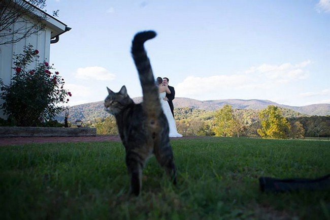 funny cat photobombs married couple cat butt